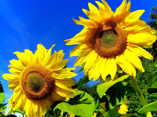 425829 (a): :1024x768